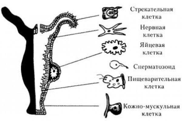 Кракен сайт нарк